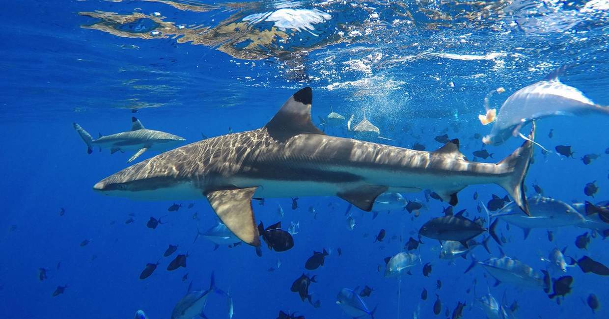 bora bora private half day sharks snorkeling tours